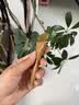 采药师绿檀小羊蹄拨筋棒脸部专用眼部面部全身通用羊角刮痧板肩颈椎按摩 实拍图