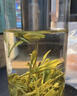 吴裕泰茉莉花茶叶 招牌茉莉金芽清香型特种80g八窨小芽鲜爽罐装送礼 实拍图
