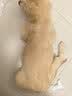 冠能狗粮大中型犬幼犬狗粮2.5kg 全价狗粮 含牛初乳 实拍图