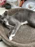 疯狂的主人 猫抓板窝超大号猫玩具猫爪板猫抓盆不掉屑猫窝碗形圆形瓦楞纸 实拍图