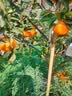 新边界 【新疆吐鲁番特产】大颗粒多彩葡萄干1000g提子干蜜饯果干小包装 实拍图
