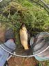 神鲨攻湖3.6米5H鱼竿手竿超轻超硬碳素钓鱼竿28调台钓竿鲤鱼杆渔具 实拍图