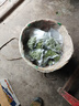 美的（Midea）真空封口机 双重密封 家用全自动抽真空封口一体机打包机食品包装机塑封机干湿两用MJ-KF23 实拍图