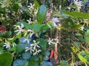 京选  京东自有品牌 5号彩虹碱性电池40节装 玩具/黑悟空游戏手柄可用电池【单件包邮】 实拍图