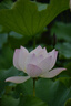 适马（SIGMA）16-300mm f3.5-6.7 DC OS ｜Contemporary 半画幅 远摄变焦镜头 旅游风光人像（索尼E卡口） 实拍图