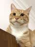 疯狂的主人猫抓板窝猫抓盆不掉屑猫窝宠物猫玩具猫爪板 实拍图