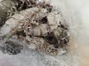 GUO LIAN国联特大号黑虎虾斑节虾无冰盐冻净重2斤20-30只送礼海鲜家宴 实拍图