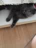 华元宠具（hoopet）猫咪航空箱宠物手提笼子狗狗托运箱车载猫包便携外出国航标准版M 实拍图