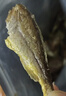 香海 黄鱼酥2斤量贩装1kg  温州特产肉干肉脯休闲零食黄鱼酥小吃 实拍图