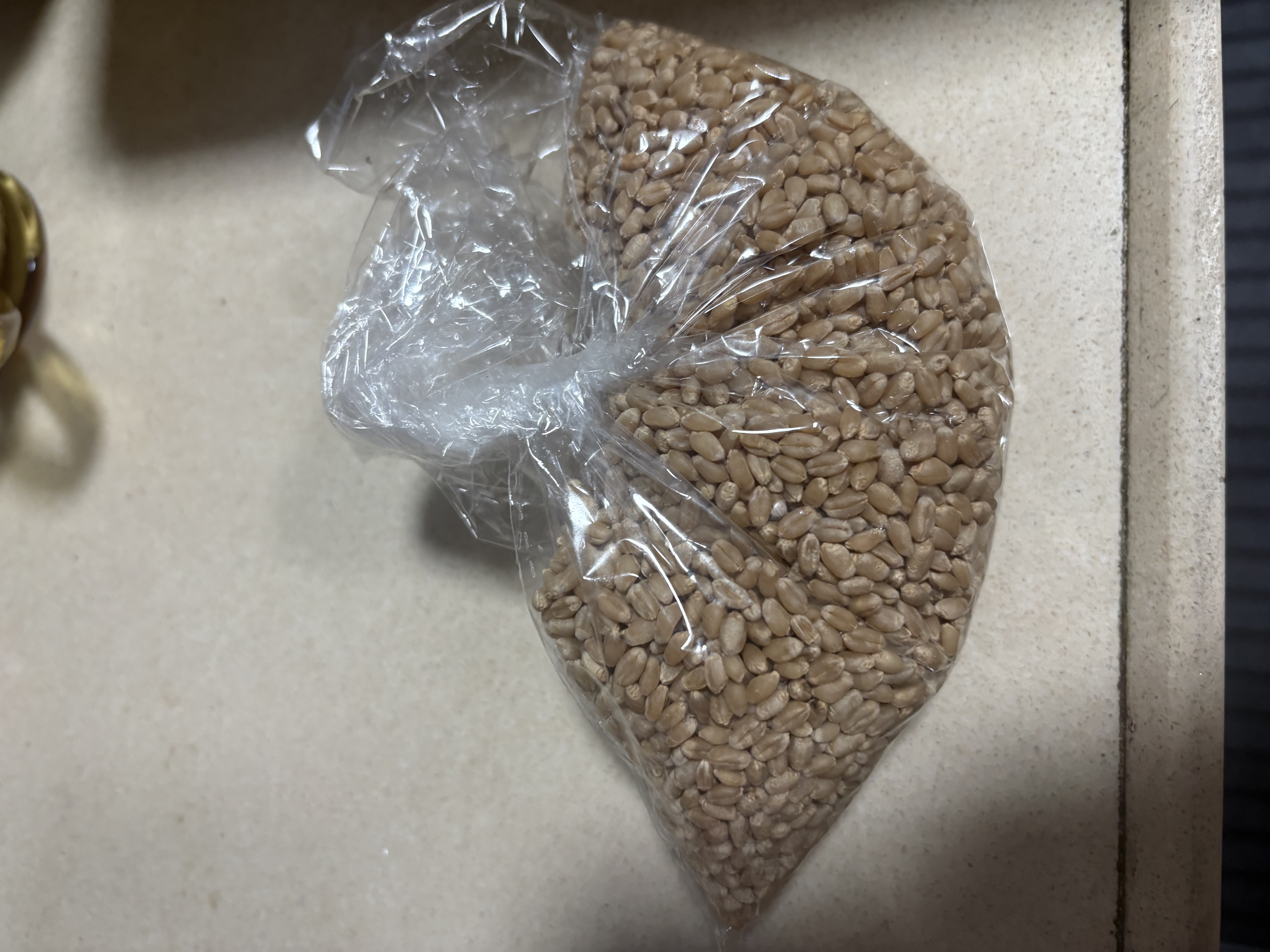 寿禾 猫草种子苗土培水培猫零食草籽 潍育中寿猫草(小麦草)种子1050g 实拍图