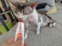 红狗营养膏58g*3支 猫咪营养膏猫咪维生素微量元素狗狗 实拍图
