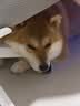 LEGENDSANDY蓝氏烘焙狗粮SSR中小型犬成犬幼犬通用全价犬粮鸡肉奇亚籽500g 实拍图