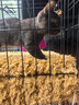 憨憨宠猫笼折叠猫笼子大号猫别墅加粗加密双层猫舍猫窝宠物猫咪用品家用 黑色 850双层 实拍图