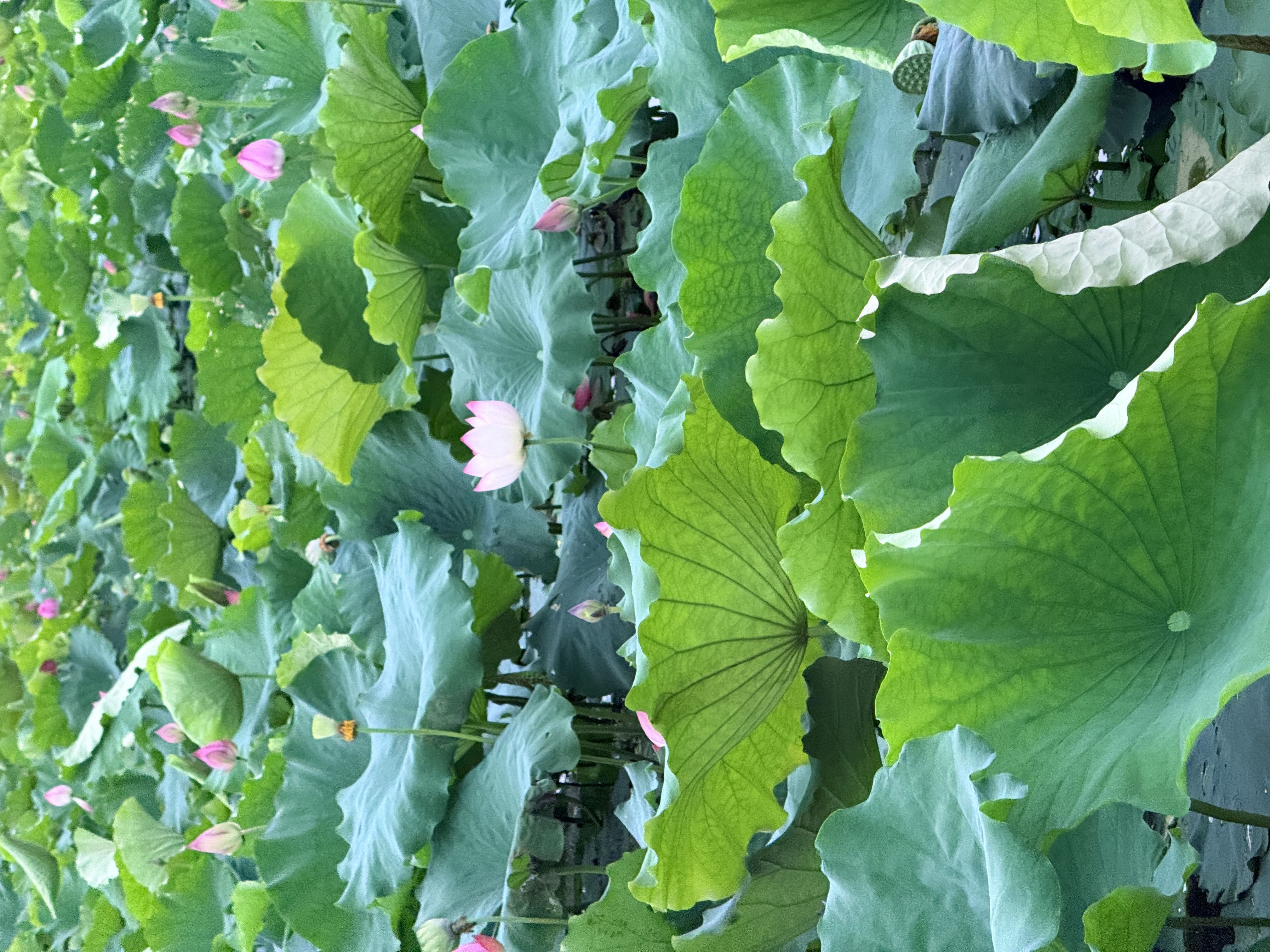 达利园香蕉味瑞士卷720g 面包糕点学生早餐休闲零食(新老包装随机发货) 实拍图