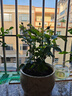果汁阳台月季花苗四季开花卉盆栽绿植物室内花易活玫瑰带花苞庭院 红苹果【大花浓香，月月开分枝多】 【带花苞】【盆口径15cm】原盆冠25高35 实拍图