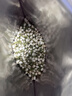 福茗源花草茶 茉莉花苞 特级品质横县三伏晴天茉莉花茶花蕾养生花茶100g 实拍图