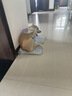 伯纳天纯狗粮经典 比熊小型成犬粮天然粮 经典系列宠物主粮博美1.5kg/3斤 实拍图