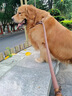 心粮鲜肉羊乳冻干狗粮大中型成犬全价金毛边牧通用犬粮 【鲜肉羊乳】基础款袋装10kg 实拍图