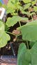 花沃里营养土15L种菜土 种植土泥炭土进口原料土椰砖椰糠花土壤盆栽泥土 实拍图