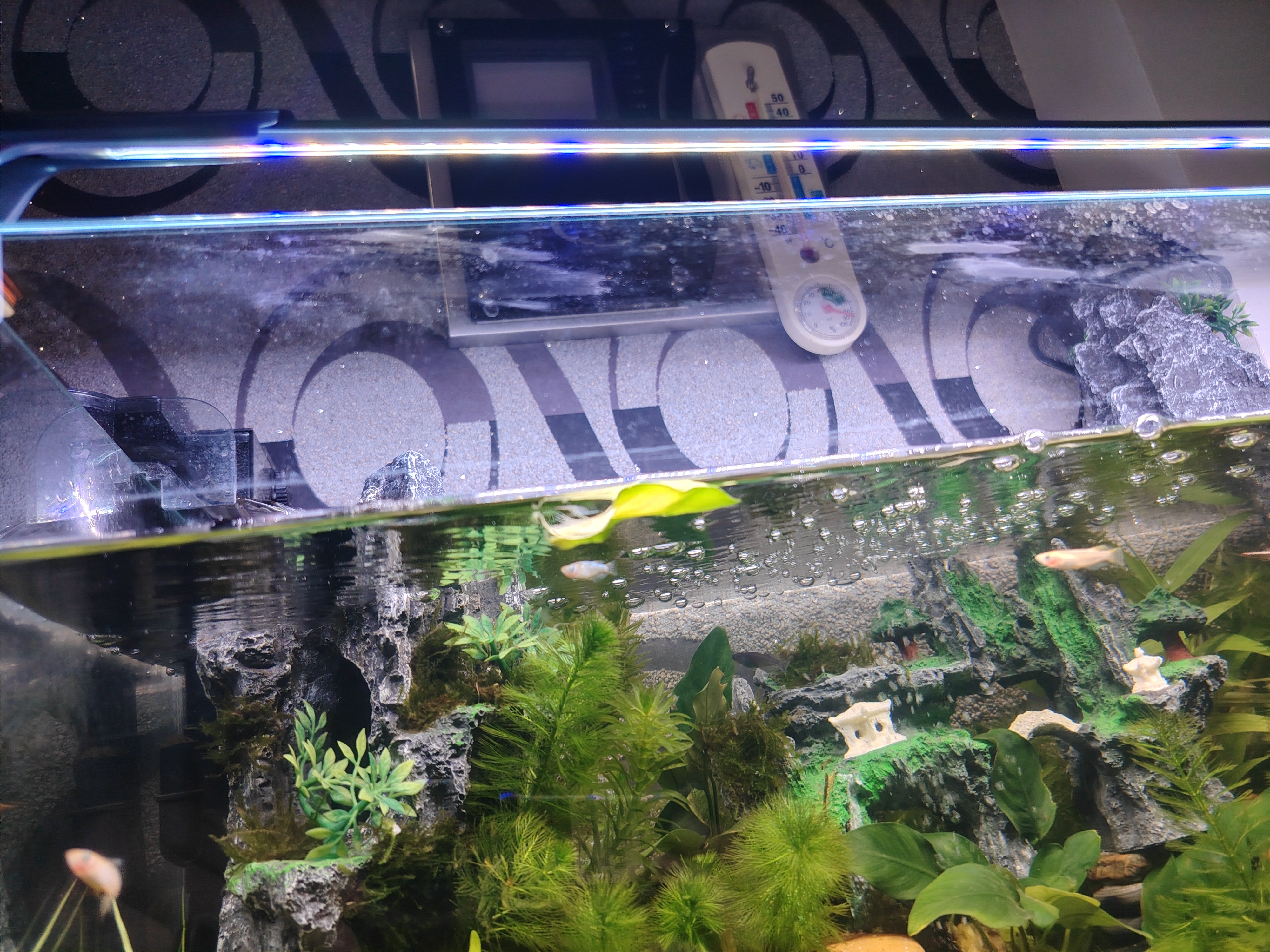 坤宁王金晶超白玻璃鱼缸60造景裸缸客厅桌面溪流缸一体缸水族箱60*30*35 实拍图