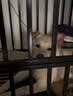 憨憨宠 狗笼 狗笼子中大型犬小型犬带厕所加粗加固金毛拉布拉多方管笼子 升级六面全方管110*75*90cm 90斤内适用 实拍图