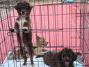 拓宠狗狗尿垫猫咪生产隔尿训导兔子芦丁鸡尿垫消臭小宠尿片S码便携装 实拍图