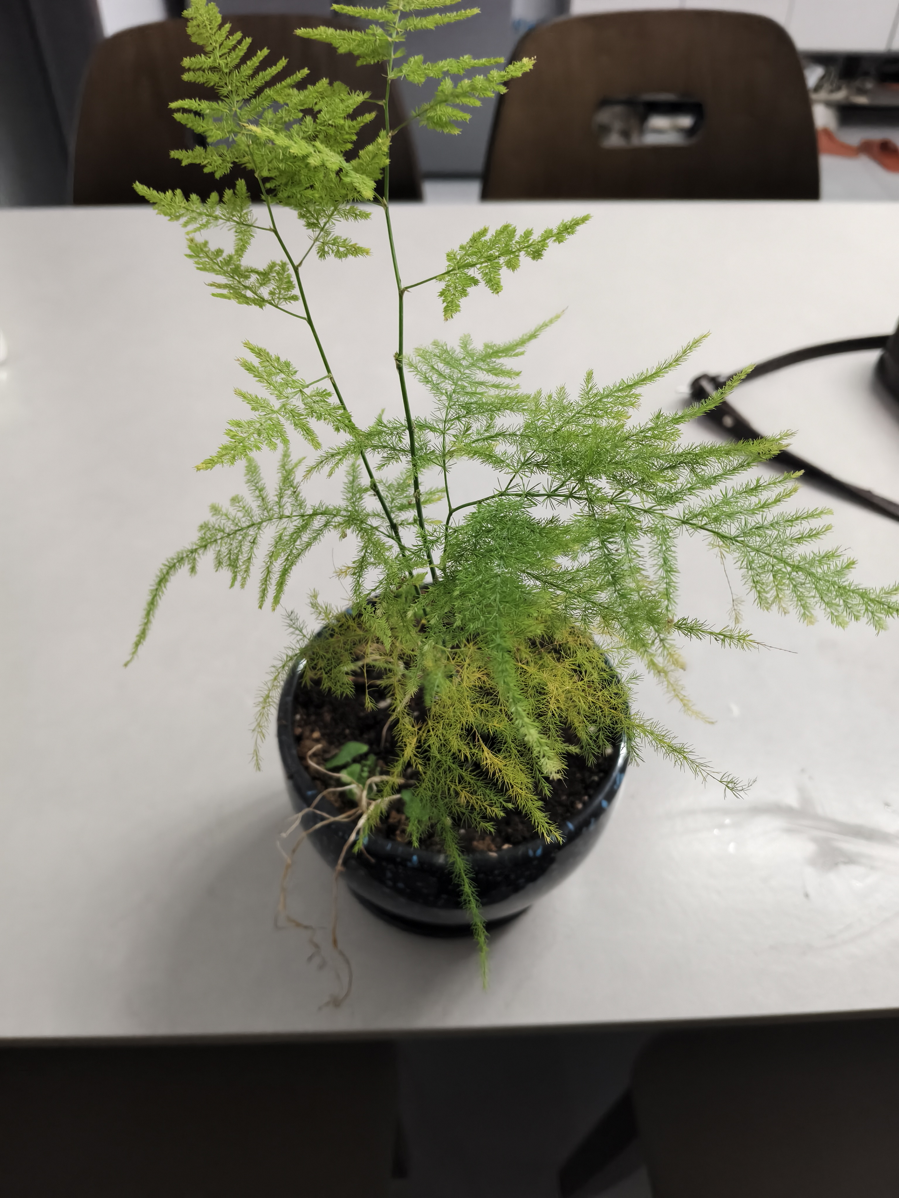 文竹盆栽植物室内客厅中式禅意盆景办公室桌面花卉云竹迷你小绿植 精品文竹1盆（整体15-25厘米高）育苗盆原土发货 实拍图