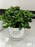 花翁栀子花盆栽四季开花卉大全树苗室内绿植好养易活茉莉花源头直发 实拍图