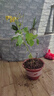 CHUANGSHIJI树莓苗双季树莓覆盆子树苗黄红树莓苗南方北方种植盆栽地栽果树苗 秋福双季【当年结果】 60cm(含)-69cm(含) 实拍图
