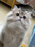 lorde里兜狗狗沐浴露猫咪宠物香波天然除臭洗护一体抑菌驱螨去油型400g 实拍图
