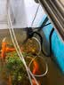博宇（BOYU）鱼缸过滤器三合一增氧泵水族箱打氧过滤桶迷你循环潜水泵充氧一体 PGB-750(长40到80缸) 实拍图
