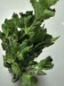 迷迭香苗盆栽可食用驱蚊植物香草薄荷苗绿植物室内煎牛排水培花卉 小盆食用薄荷苗约10cm高原盆土一盆 实拍图