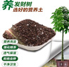 德沃多发财树专用植物营养土2.6kg园艺绿植盆栽养花土种植基质土 实拍图