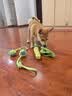 HELLOJOY狗狗玩具耐咬磨牙球宠物幼犬小狗比熊用品小型犬拔河自嗨解闷神器 实拍图