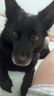 麦富迪狗粮 无谷牛肉双拼狗粮成犬小型犬比熊贵宾缓解泪痕 10kg/20斤 实拍图