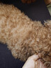 奥丁（ODIN）NEO老年犬狗粮成犬小型中大型犬通用柯基金毛高龄犬专用狗粮9kg 实拍图