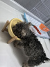 petlimit宠物p链p绳狗狗牵引绳遛狗链子小中大型训犬防爆冲 桔色1.5米 实拍图