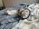 欢宠网伊丽莎白圈猫宠物狗猫咪狗狗绝育软项圈头套脖套防舔防咬脖圈耻辱 实拍图