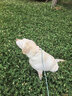 麦富迪狗粮 藻趣儿狗粮成犬粮牛肉螺旋藻 均衡营养15kg/30斤 实拍图