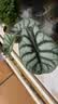 花翁北欧竹芋盆栽办公室内桌面绿植花卉 白犀牛海芋波纹高盆源头直发 实拍图