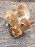 麦富迪猫粮 冻干猫粮成猫幼猫三拼无谷主食三文鱼鸽子鸡肉猫咪食品 乳鸽磷虾冻干成猫2kg【2.0版】*5 实拍图