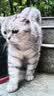 网易严选全价猫粮4.0成幼猫三文鱼亮毛养胃深海鱼虾1.8kg*6袋【宠物金选】 实拍图