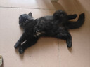 诚实一口小轻袋OX-FIT全价鲜肉烘焙猫粮成猫56天体重管理9kg[618囤货] 实拍图