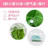 沃绣 蚕宝宝当天发货 活蚕宝宝蚕卵小蚕彩色蚕新鲜桑叶学生养蚕套装 3龄蚕30条+透气盒+桑叶 实拍图