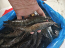 禧美海产鲜冻大号黑虎虾 净重3斤装 45-60只/盒 单冻大虾 海鲜 烧烤食材 实拍图