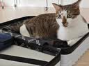 网易严选全价猫粮4.0 猫主粮成幼猫驼羊奶促吸收低敏 鸡肉羊奶味1.5kg*6袋 实拍图