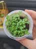 艾杰普（JEPPE）植物种植盲盒文具8盒小盆栽阳光房种植幼儿园伴手礼学生考试奖励小礼品儿童生日礼物 实拍图