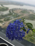 舒肤佳健康净护沐浴露 650g*3(纯白清香+柠檬香+樱花香) 新旧包装随机 实拍图