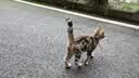 醇粹黑标深海鱼猫粮无谷冻干成猫幼猫鱼油护毛宠物猫干粮5kg 实拍图