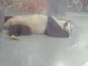 阿柴与猫猫包外出便携超大号双肩背包猫咪狗狗宠物包手提车载笼可折叠猫袋 实拍图